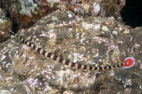 Dunckerocampus dactyliophorus (Ringed Pipefish)