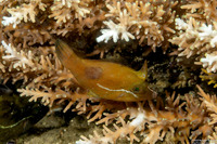 Pervagor nigrolineatus (Black-Lined Filefish)