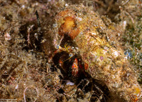 Dardanus sanguinocarpus (Bloody Hermit Crab)