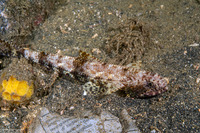 Saurida gracilis (Slender Lizardfish)