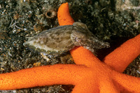 Sepia bandensis (Dwarf Cuttlefish)