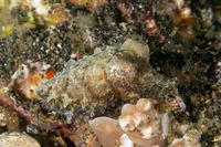 Sepia bandensis (Dwarf Cuttlefish)