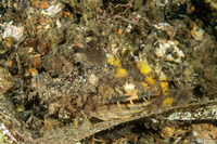 Inimicus didactylus (Spiny Devilfish)