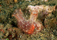 Herdmania momus (Herdman's Sea Squirt)