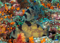 Pogonoperca punctata (Spotted Soapfish)
