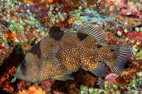 Pogonoperca punctata (Spotted Soapfish)