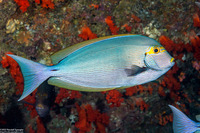 Acanthurus mata (Yellowmask Surgeonfish)