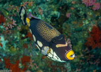 Balistoides conspicillum (Clown Triggerfish)