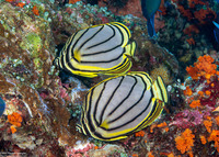 Chaetodon meyeri (Meyer's Butterflyfish)