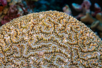 Physogyra lichtensteini (Grape Coral)