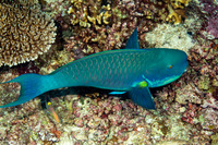 Chlorurus microrhinos (Steephead Parrotfish)