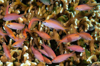 Pseudanthias dispar (Redfin Anthias)