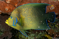 Pomacanthus semicirculatus (Semicircle Angelfish)