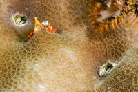 Paguritta vittata (Striped Coral Hermit Crab)