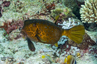 Ostracion cubicum (Yellow Boxfish)