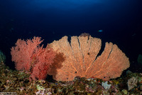 Annella mollis (Giant Sea Fan)