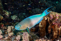 Scarus rubroviolaceus (Redlip Parrotfish)