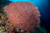 Muricella sp.1 (Knotted Sea Fan)