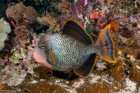 Pseudobalistes flavimarginatus (Yellowmargin Triggerfish)
