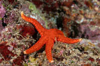 Fromia hemiopla (Armored Sea Star)