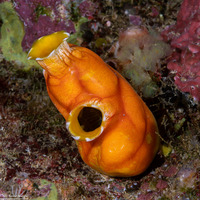 Polycarpa aurata (Ink-Spot Sea Squirt)