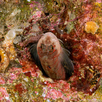 Mimoblennius atrocinctus (Spotted and Barred Blenny)