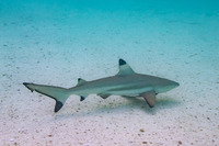 Carcharhinus melanopterus (Blacktip Reef Shark)
