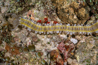 Euapta godeffroyi (Lion's Paw Sea Cucumber)