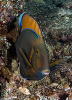 Acanthurus bariene (Roundspot Surgeonfish)