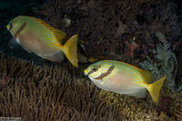 Siganus doliatus (Barred Rabbitfish)