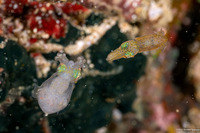 Idiosepius sp.1 (Pygmy Squid)