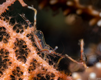 Manipontonia psamathe (Translucent Gorgonian Shrimp)