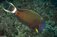 Acanthurus fowleri (Blackspine Surgeonfish)
