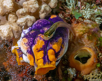 Polycarpa aurata (Ink-Spot Sea Squirt)