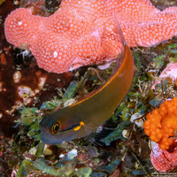 Ecsenius stigmatura (Tailspot Coralblenny)