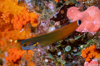 Ecsenius stigmatura (Tailspot Coralblenny)