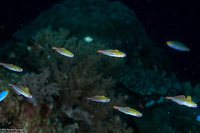 Ptereleotris evides (Twotone Dartfish)