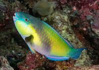 Chlorurus japanensis (Japanese Parrotfish)