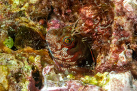 Mimoblennius atrocinctus (Spotted and Barred Blenny)