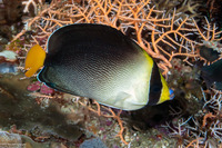 Chaetodontoplus mesoleucus (Vermiculated Angelfish)