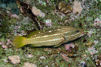 Anyperodon leucogrammicus (Slender Grouper)