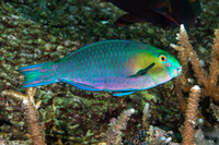 Scarus spinus (Greensnout Parrotfish)