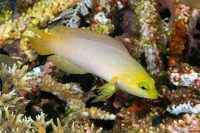 Pseudochromis fuscus (Brown Dottyback)
