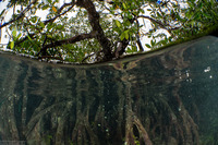Rhizophora sp.1 (Mangrove)