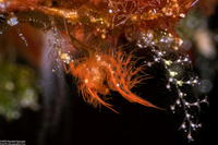Phycocaris simulans (Red Algae Hairy Shrimp)