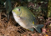 Siganus lineatus (Lined Rabbitfish)