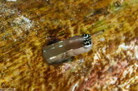 Ecsenius schroederi (Schroeder's Coralblenny)