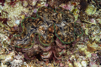 Tridacna squamosa (Fluted Giant Clam)