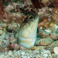 Opistognathus randalli (Yellowbarred Jawfish)
