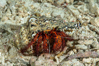 Dardanus megistos (White-Spotted Hermit Crab)